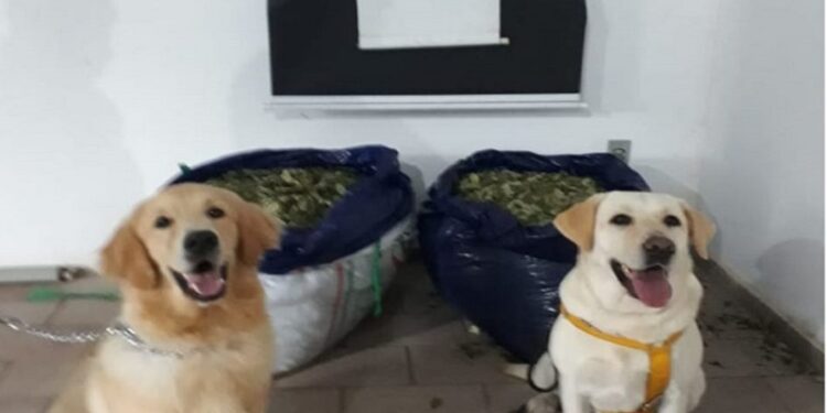 Com cães farejadores, PM apreende 26 quilos de folhas de coca dentro de ônibus em Anastácio